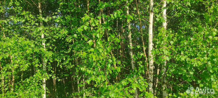 Саженцы березы