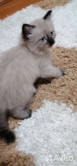 Отдам котят