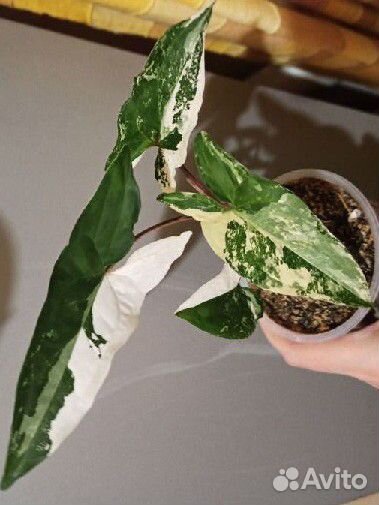 Сингониумы сортовые