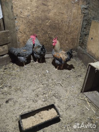 Петухи молодые