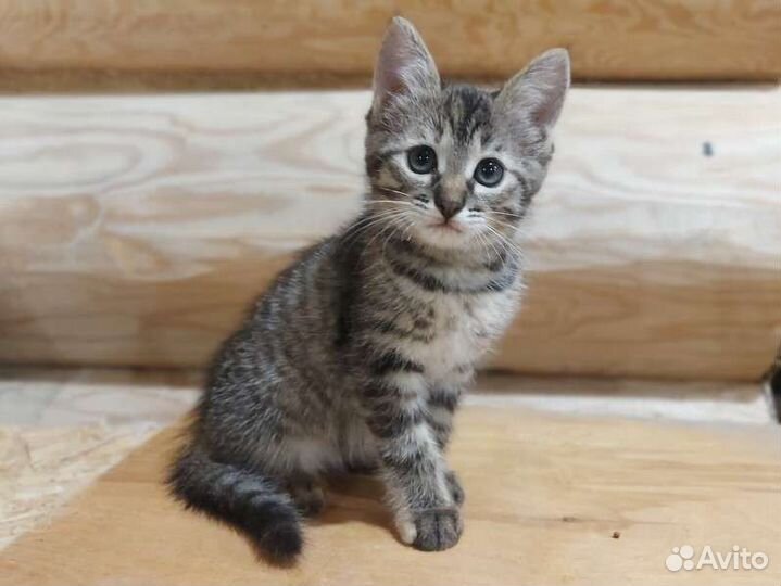 Кошка в дар бесплатно