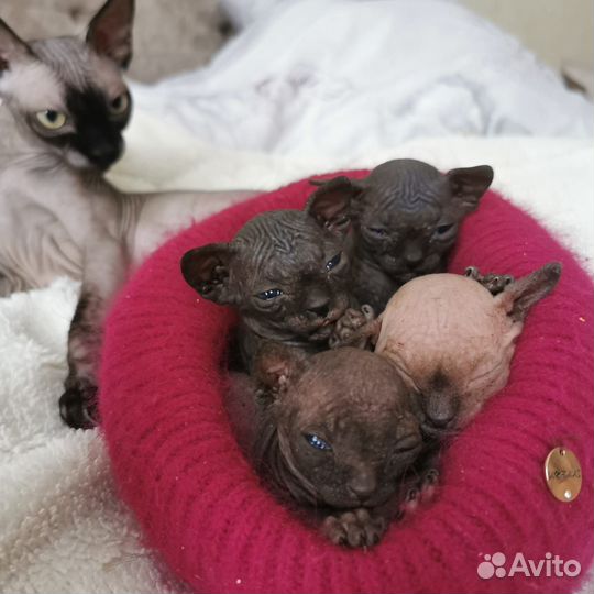 Канадский сфинкс котенок