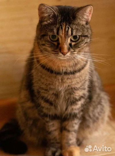 Нежная трёхцветная девочка в дар