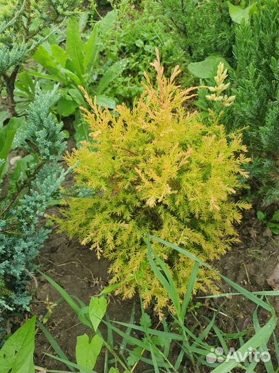 Туи смарагд,брабант,ауреа