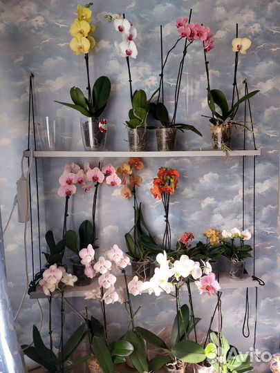 Орхидеи разные, цветет сейчас