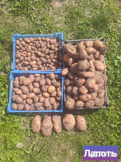 Семенной картофель Лапоть,Банан, Сарпо Мира