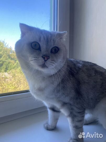 Шотландский вислоухий кот отдам