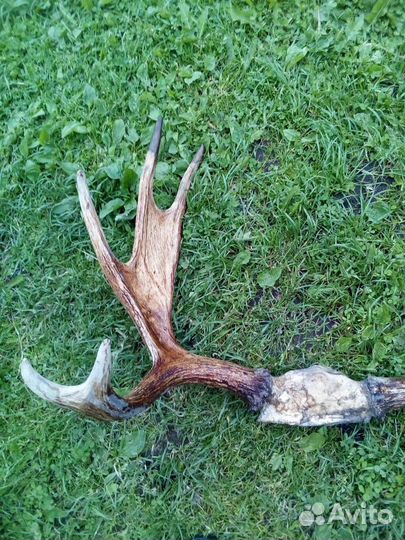 Рога лося
