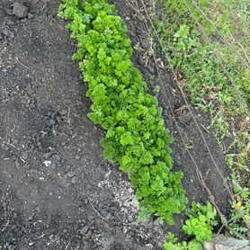 Продам петрушку, на звморозку