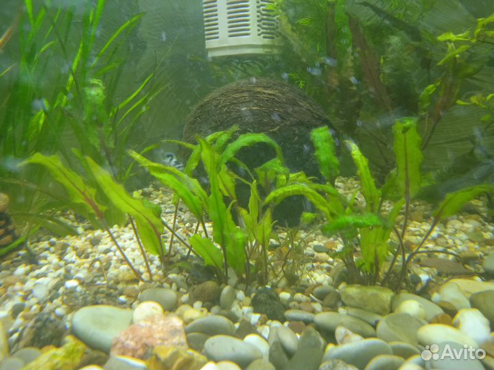 Аквариумные рыбки и растения