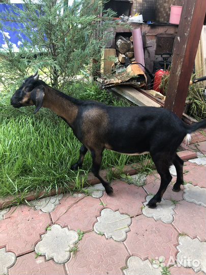 Козье молоко