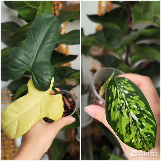 Комнатные растения