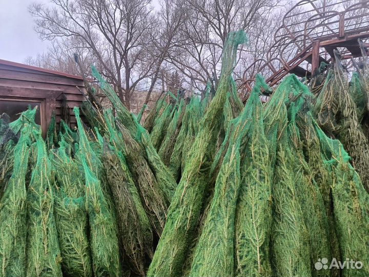 Живая ель Бесплатная доставка