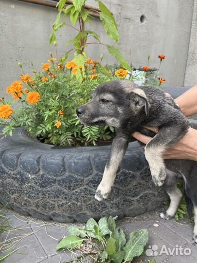 Щенок дворянской породы