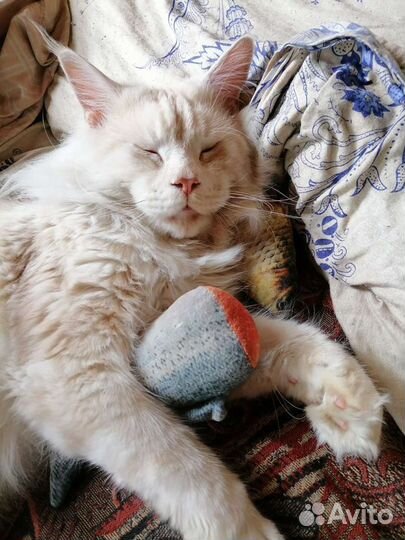 Вязка кошки мейн-кун