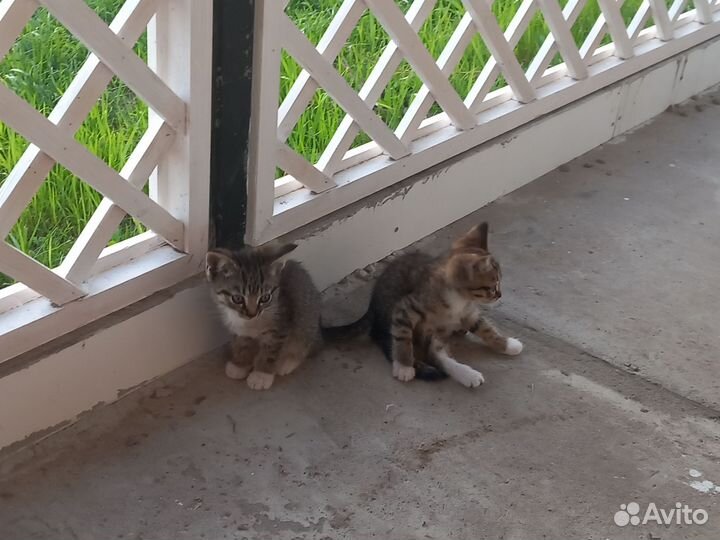Отдаём котят в добрые руки