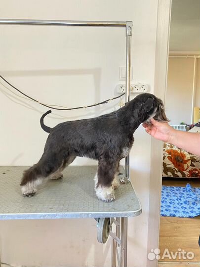 Цвергшнауцер