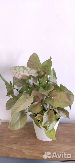Продаю взрослые растения
