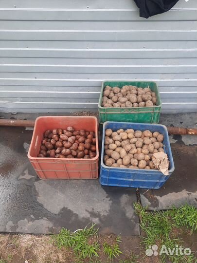 Семенной картофель