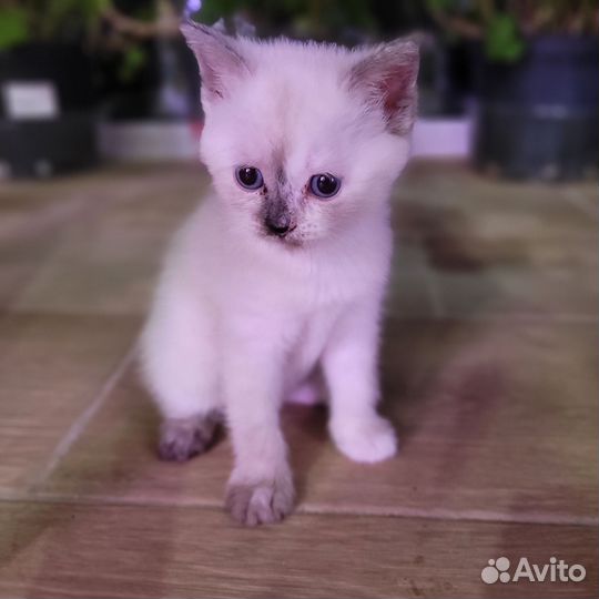 Шотландские котята