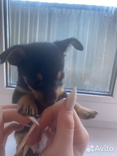 Мини той-терьер щенки