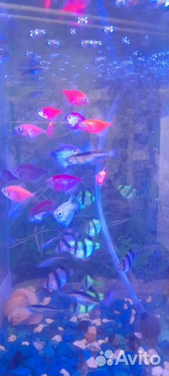 Рыбки аквариумные