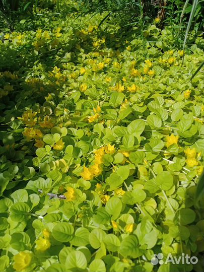 Многолетники неприхотливые