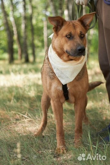 Очень добрая, ласковая собака из приюта