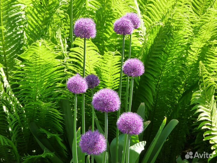 Предлагаю Гигантский лук из своего сада