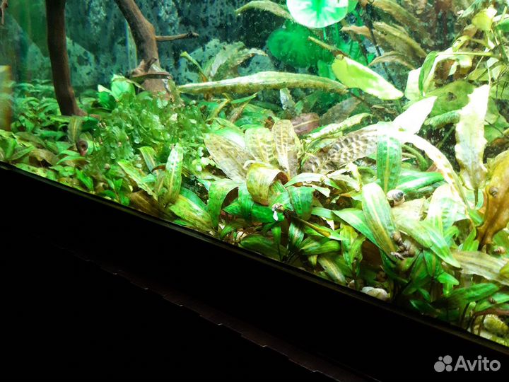 Растения для аквариума криптокорина