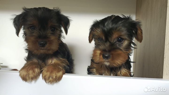 Йоркширский терьер