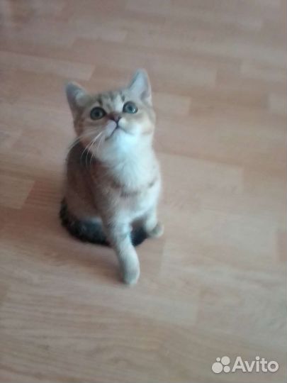 Шотландские