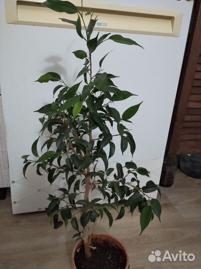 Фикус бенджамина