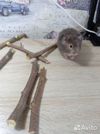 Сирийские хомяки