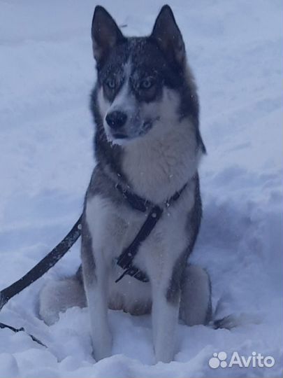 Щенки хаски от Аки Ко