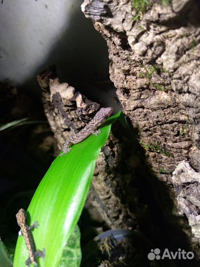 Геккон лугубрис