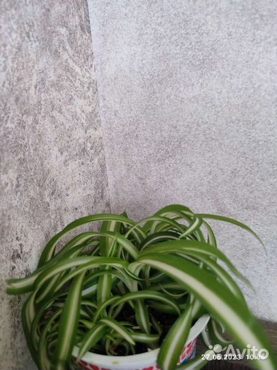 Хлорофитум кудрявый