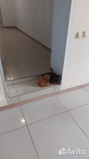 Рыжий котенок в добрые руки