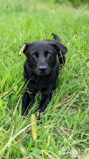 Двортерьер, похожая на лабрадора, но меньше