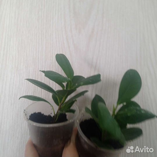 Фикус мокламе
