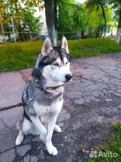 Хаски вязка