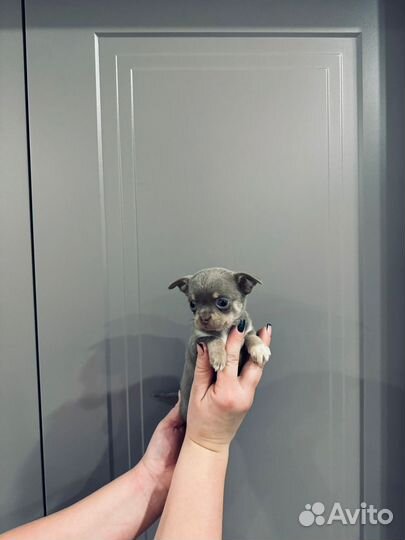 Чихуахуа мини
