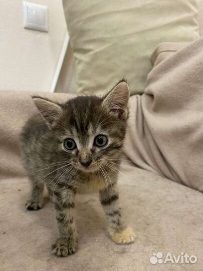 Кошки в добрые руки бесплатно