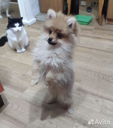 Шпиц девочка