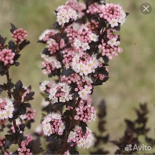 Пузириплодник калинолистный Литл Девил