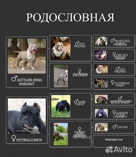 Американский булли микро кобель