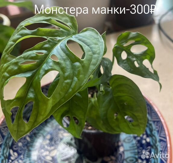 Излишки домашних цветов