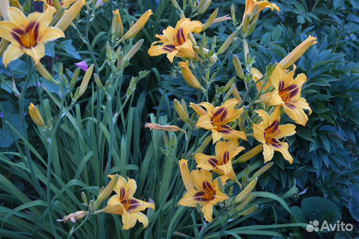 Цветы многолетние