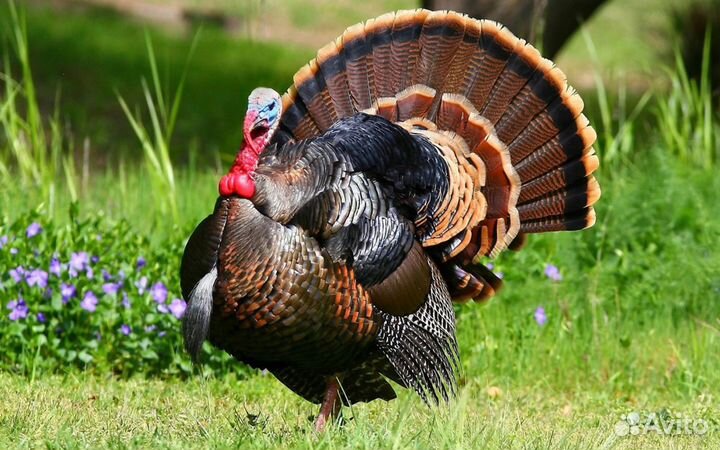 Индюк старт