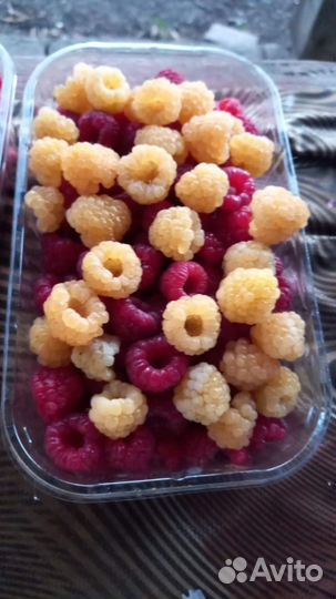 Саженцы ремонтантной малины